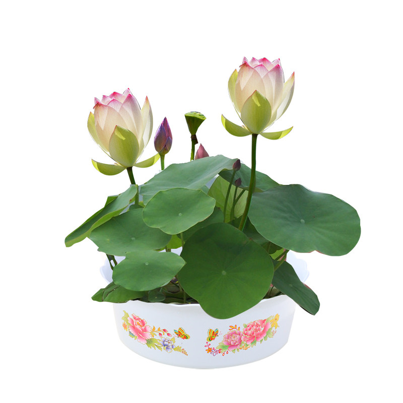 室内水养培碗莲种子四季开花卉睡莲花子易活植物荷花籽盆栽已开口