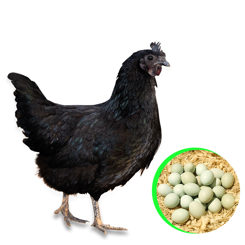 种蛋受精蛋可孵化五黑一绿鸡纯种高受精绿壳蛋鸡新鲜散养20枚包邮