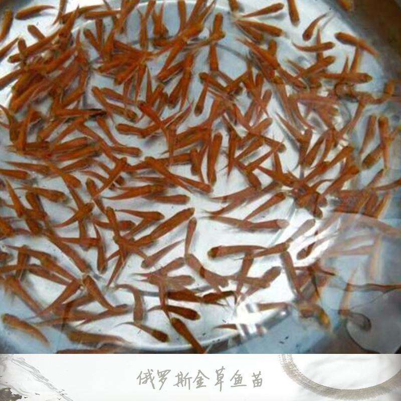 鱼苗金丝草鱼金草黄金活体金色欧洲鱼