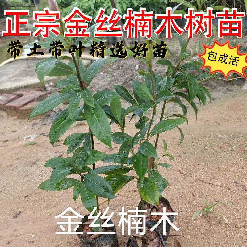 楠木树苗金丝正宗常绿庭欧洲绿庭小叶桢楠稀有行道树