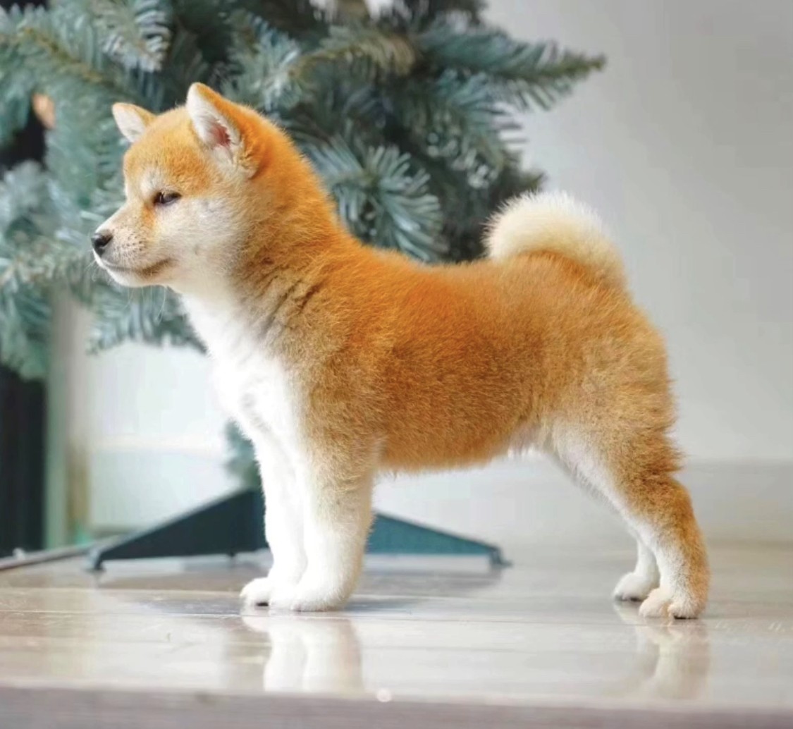 柴犬幼犬活体幼崽纯种日本豆柴秋田犬中小型家养狗狗