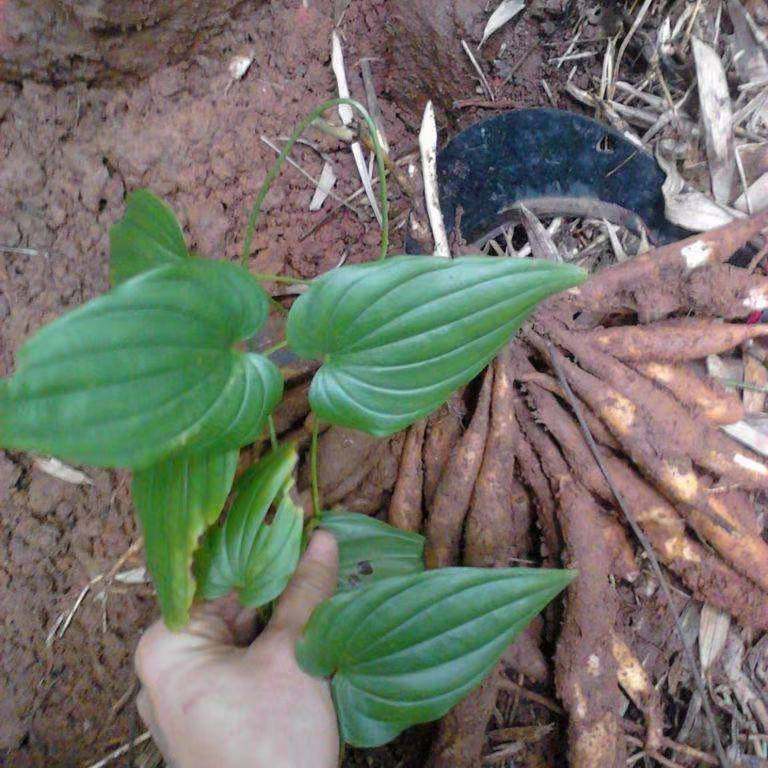 百部种子产地直销直立红花云南叶百部药材种籽家庭园艺种子