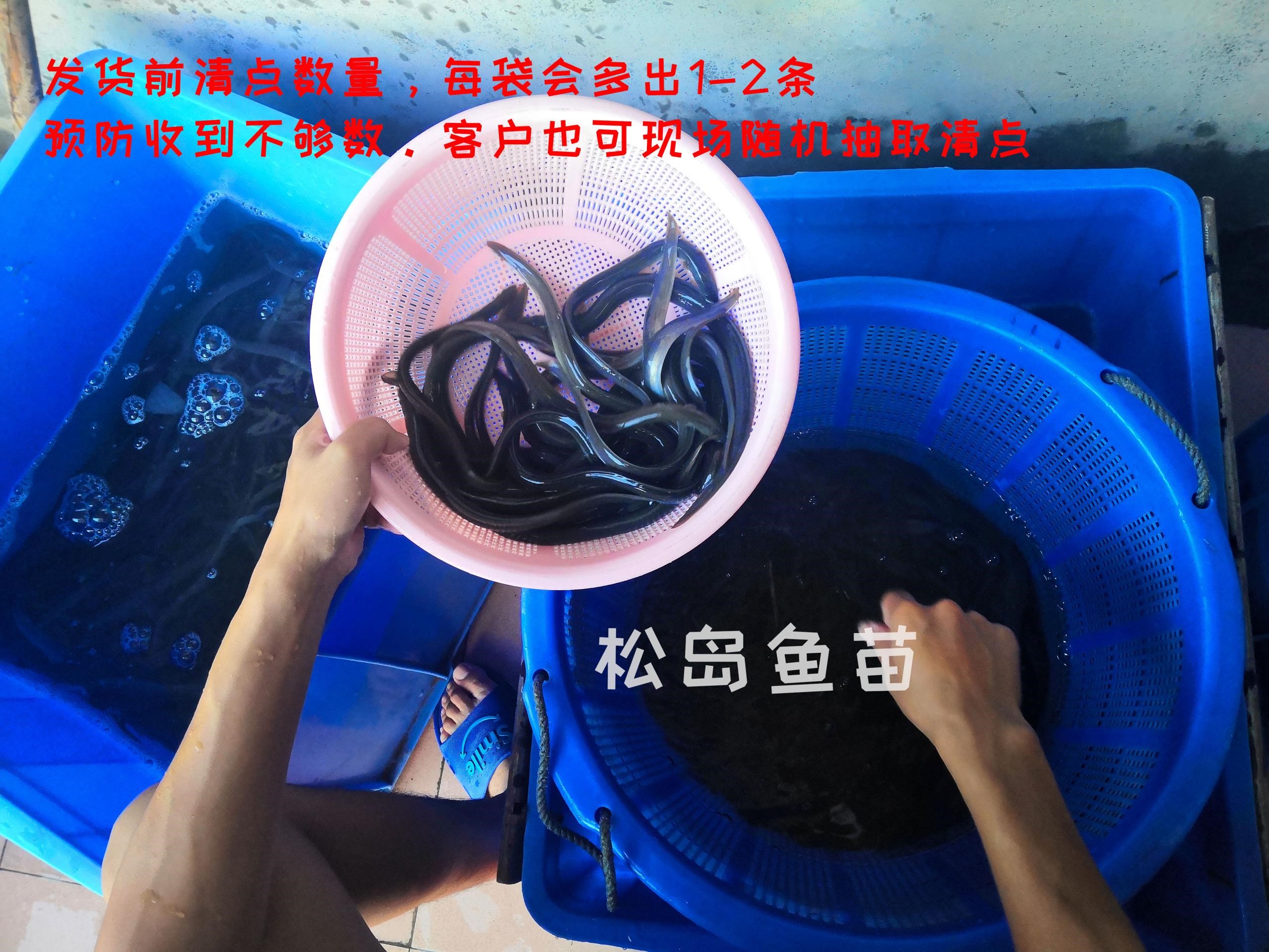 鱼苗鳗鱼淡水养殖白鳝白鳗苗鳗苗大中小欧鳗美洲鱼