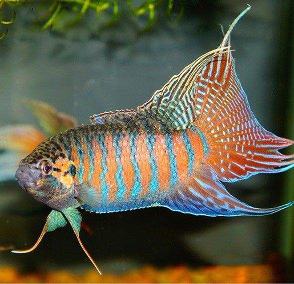 斗鱼普叉淡水鱼盘皮丝花手巾旁皮菩萨耐养活体鱼