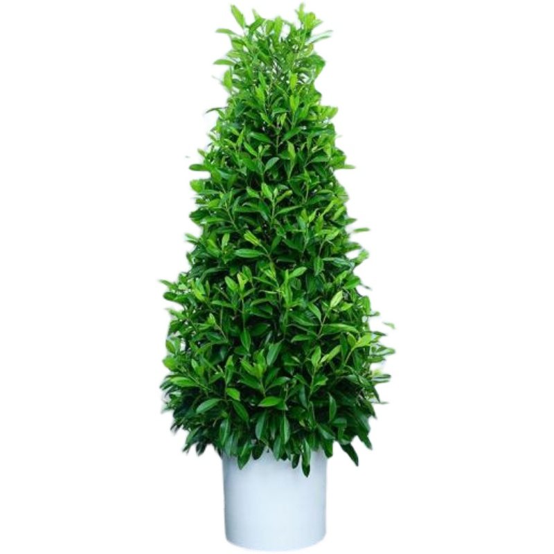 宝塔型非洲茉莉盆栽甲醛大门口绿植招财树阳台客厅大型绿植