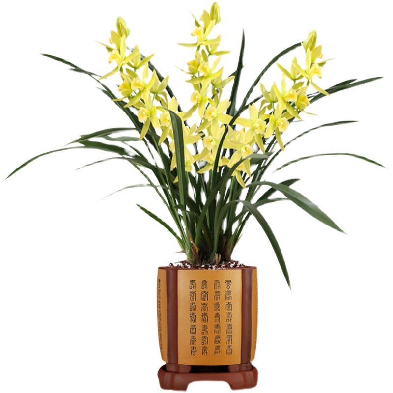 兰花草玉凤素绿翡翠花苞黄花浓香室内植物养活花卉