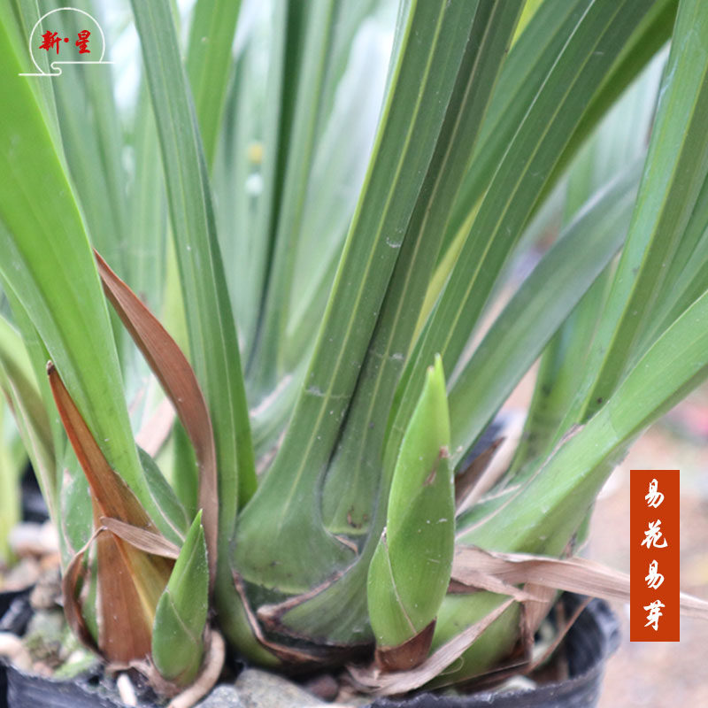 兰花草玉凤素绿翡翠花苞黄花浓香室内植物养活花卉