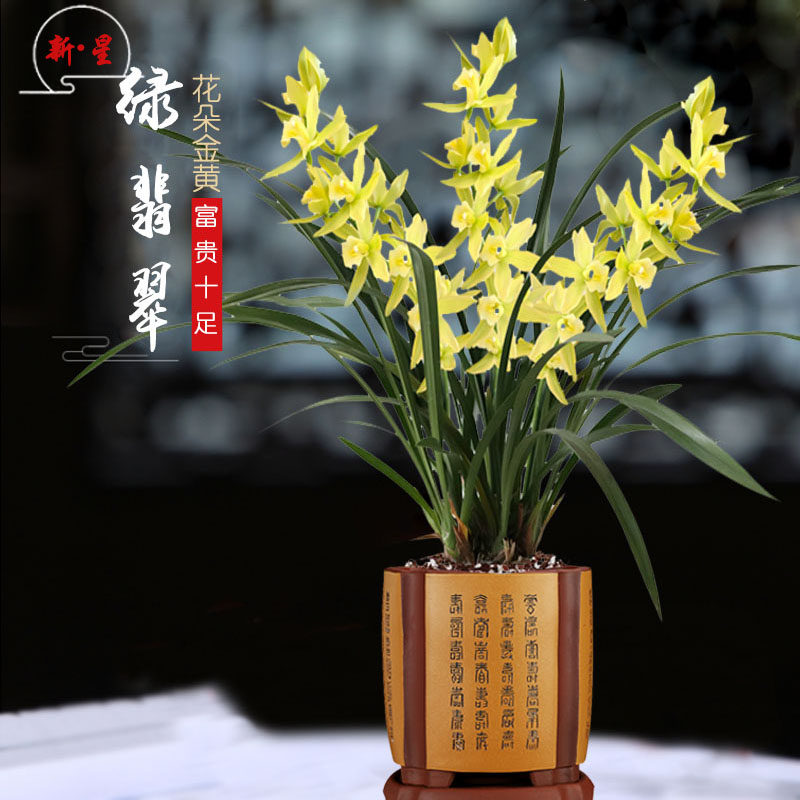 兰花草玉凤素绿翡翠花苞黄花浓香室内植物养活花卉