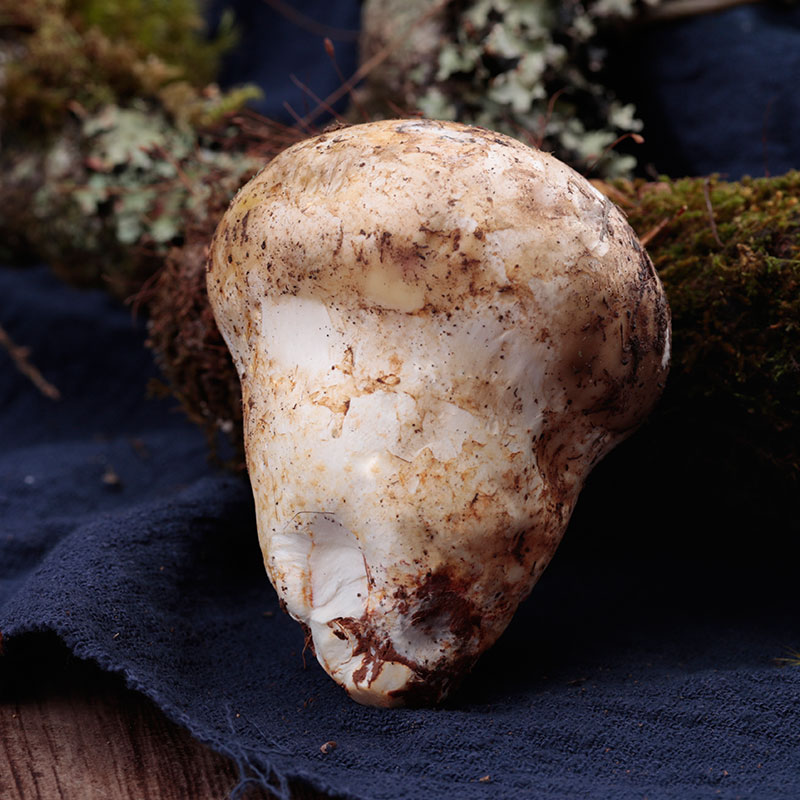 冰冻新鲜老人头野生菌仙人头干货特产乳头蘑鲜香菇类