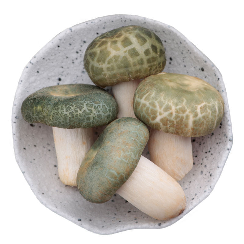 头菌新鲜野生绿豆青冈菌绿蘑菇蘑菇云云南绿头香菇类