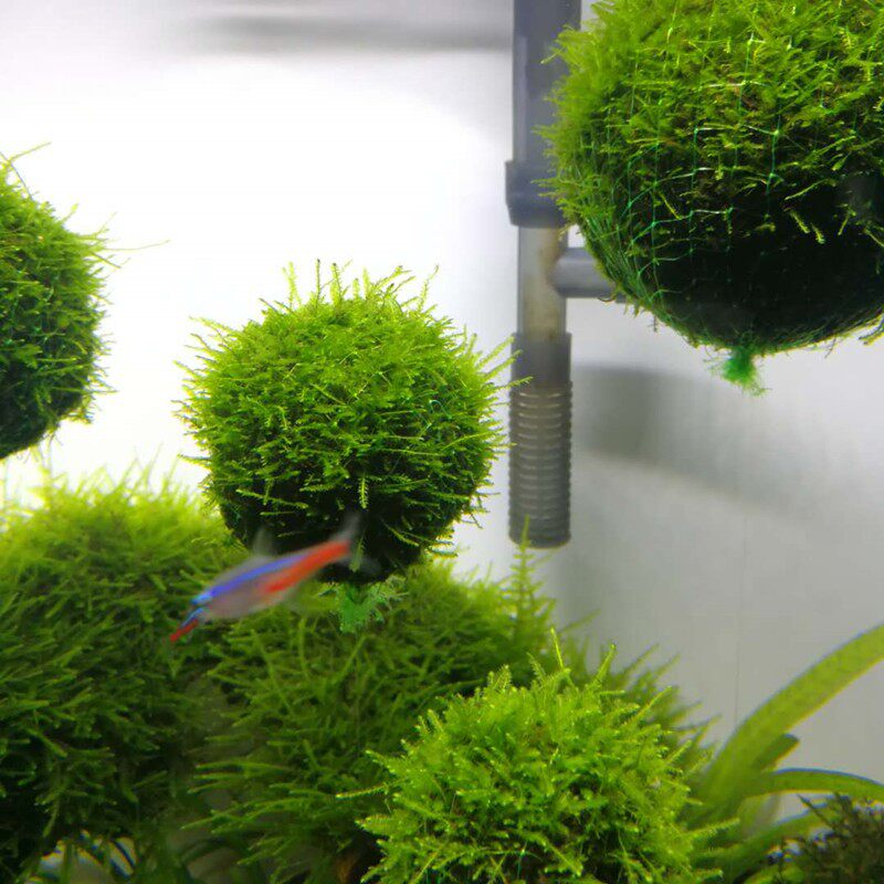 悬浮莫斯造景浮球绑好发货水族箱鱼缸水草打造造景