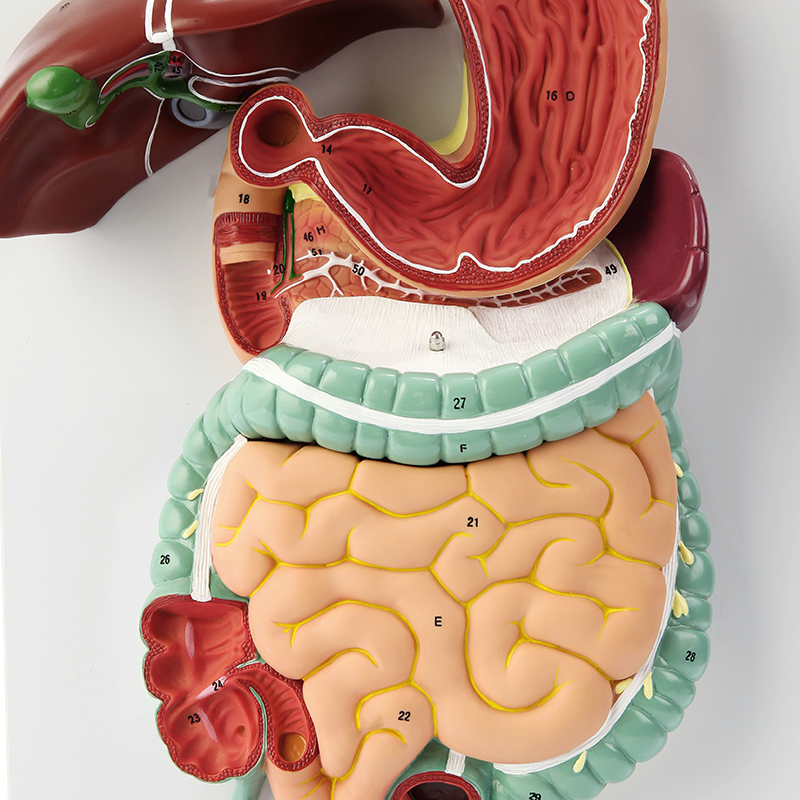 小肠结构模型制作过程图片