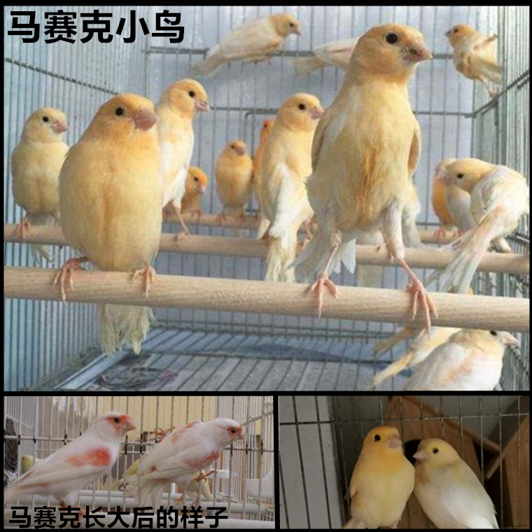 玉鸟小格小鸟金丝雀红袍鸟大芙蓉马赛克活体桂皮鸟