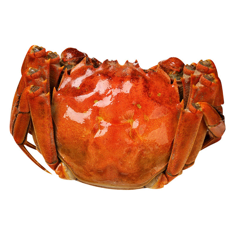 大匣蟹全公母蟹鲜活大蟹12只