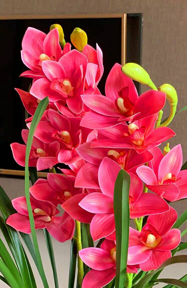 邓兰兰花贵人观花建兰兰草花苗浓香绿植