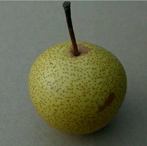 酸梨正宗面酸细皮大酸安梨东北特产5斤装包梨