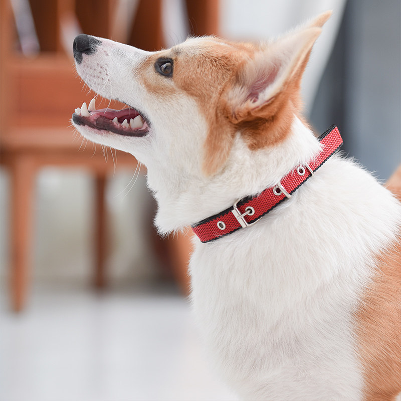 狗狗脖子项圈金毛大型泰迪博美小狗防脱脖圈项圈