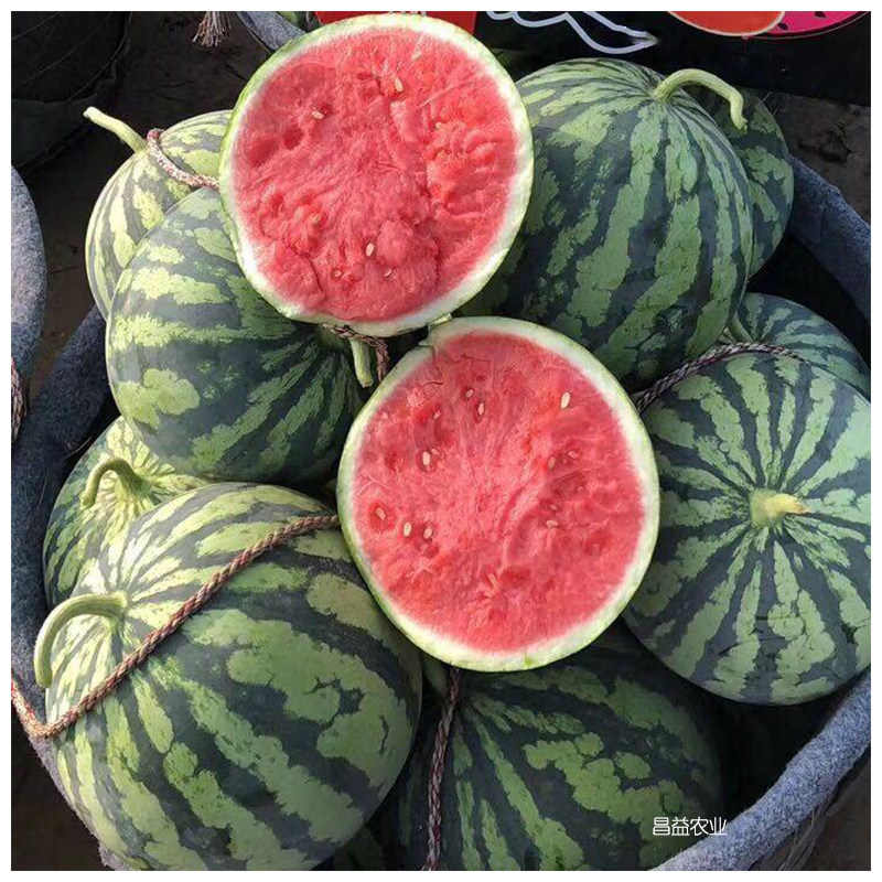 西瓜种子先正达强者杂交杂交种种籽早熟中型薄皮蔬菜种子