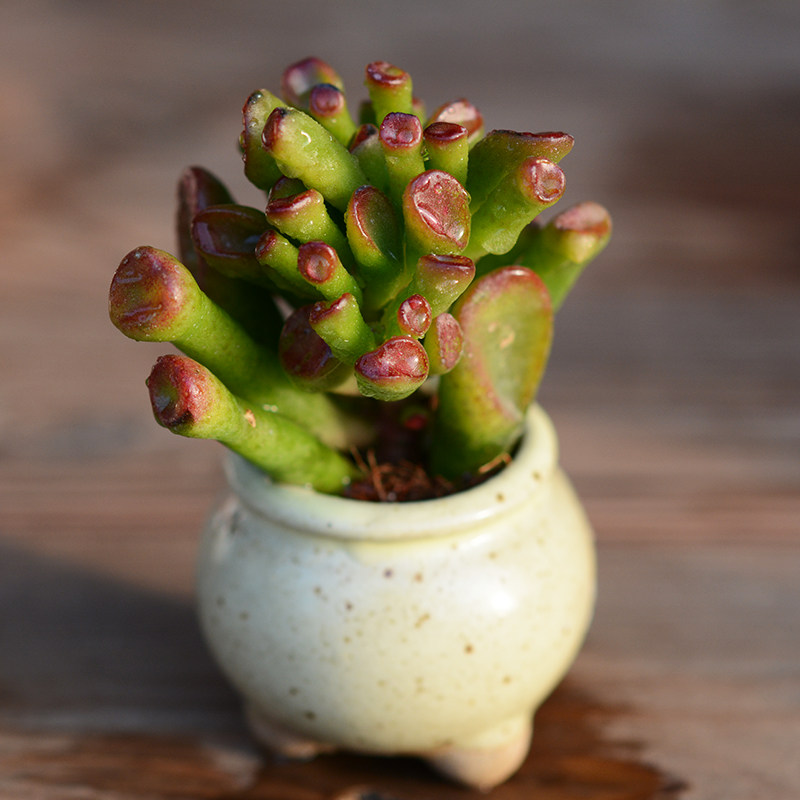 植物吸财树多大老发财树招财多肉筒叶花月马蹄多肉植物