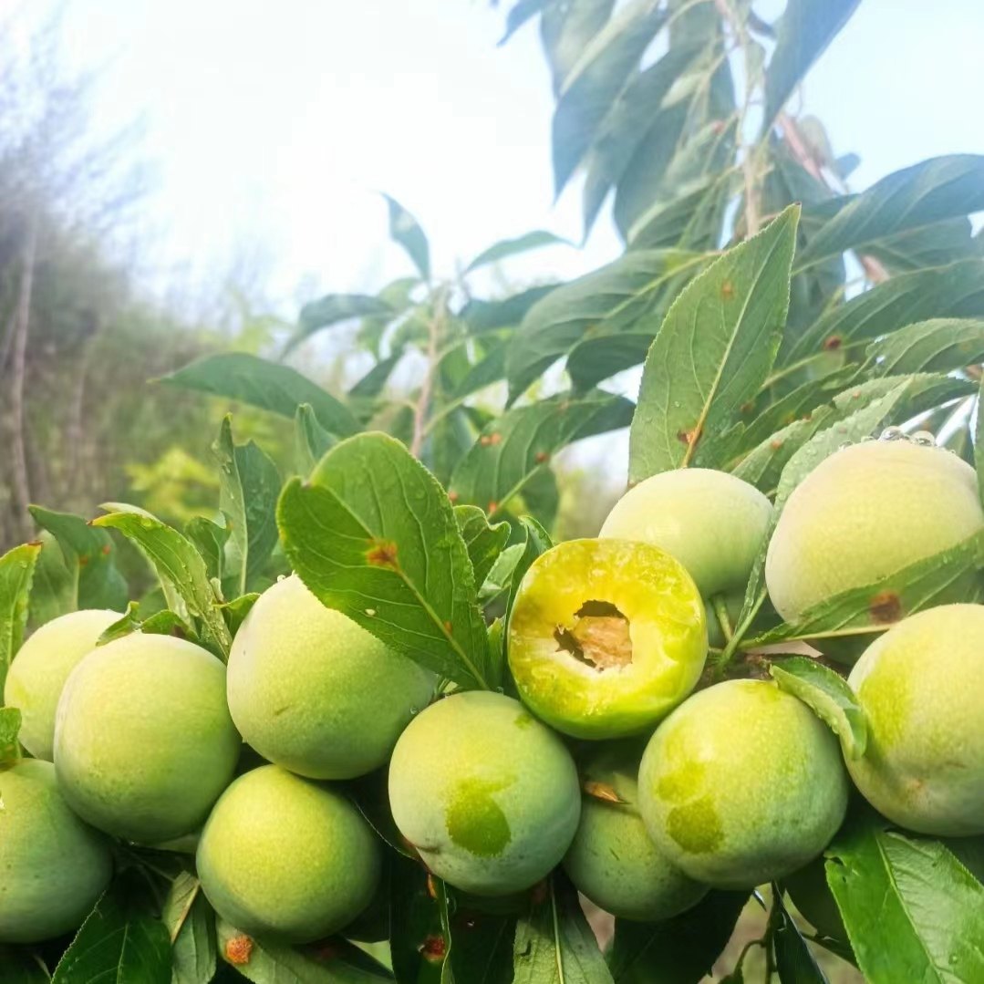 四川汶川川青脆李当季水果现摘现发5斤包邮李子