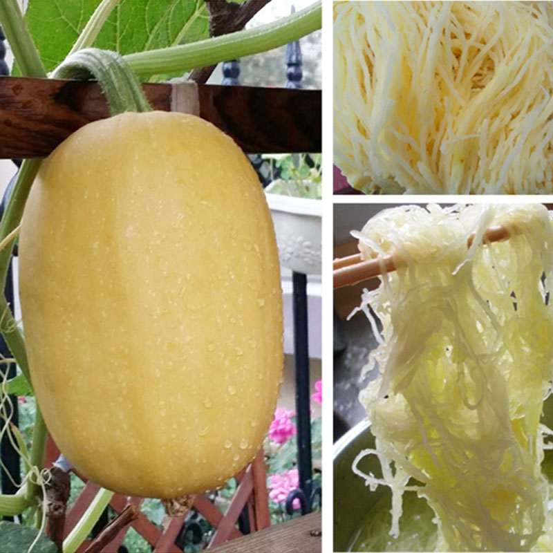 金丝绞瓜5斤凉拌拌菜搅瓜黄金新鲜采摘产地其它