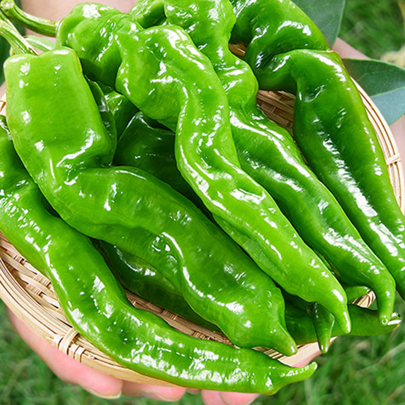 3斤螺丝辣椒新鲜超辣薄皮青椒皱皮椒长辣椒
