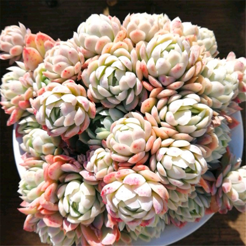 多肉冰梅植物老桩大群群生超大特大稀有有多多肉植物