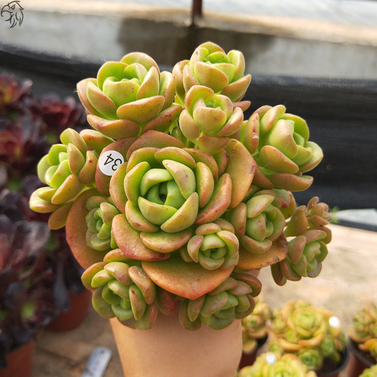 多肉百合莉莉老桩群生大株多头室内盆栽桌面多肉植物