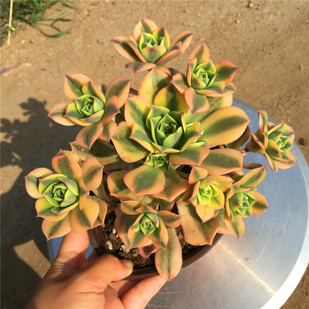 星爆法师老桩多肉植物手捧周正状态好控养肉多肉植物