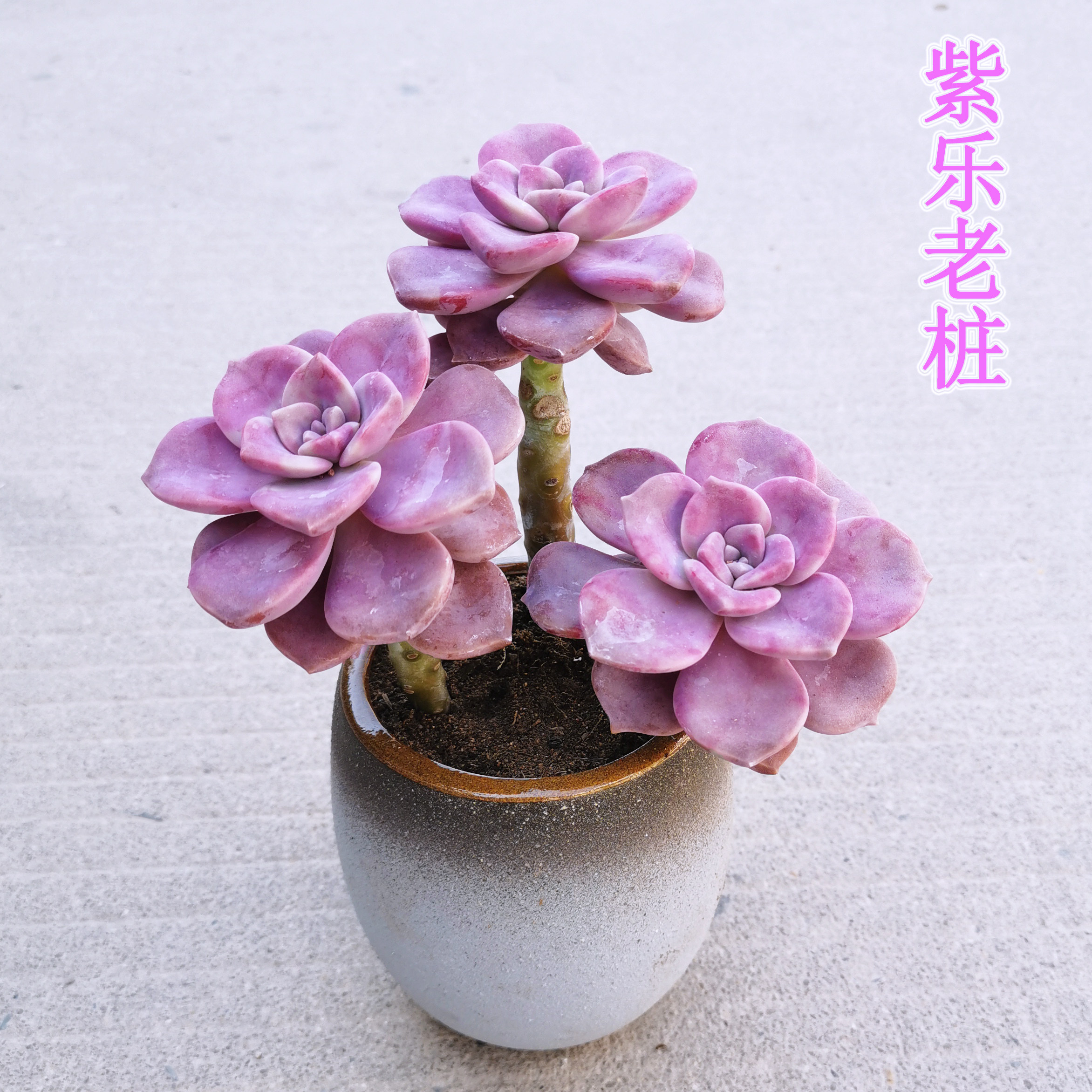 多肉紫乐老桩悬崖多头群生生粉紫色植物花卉多肉植物