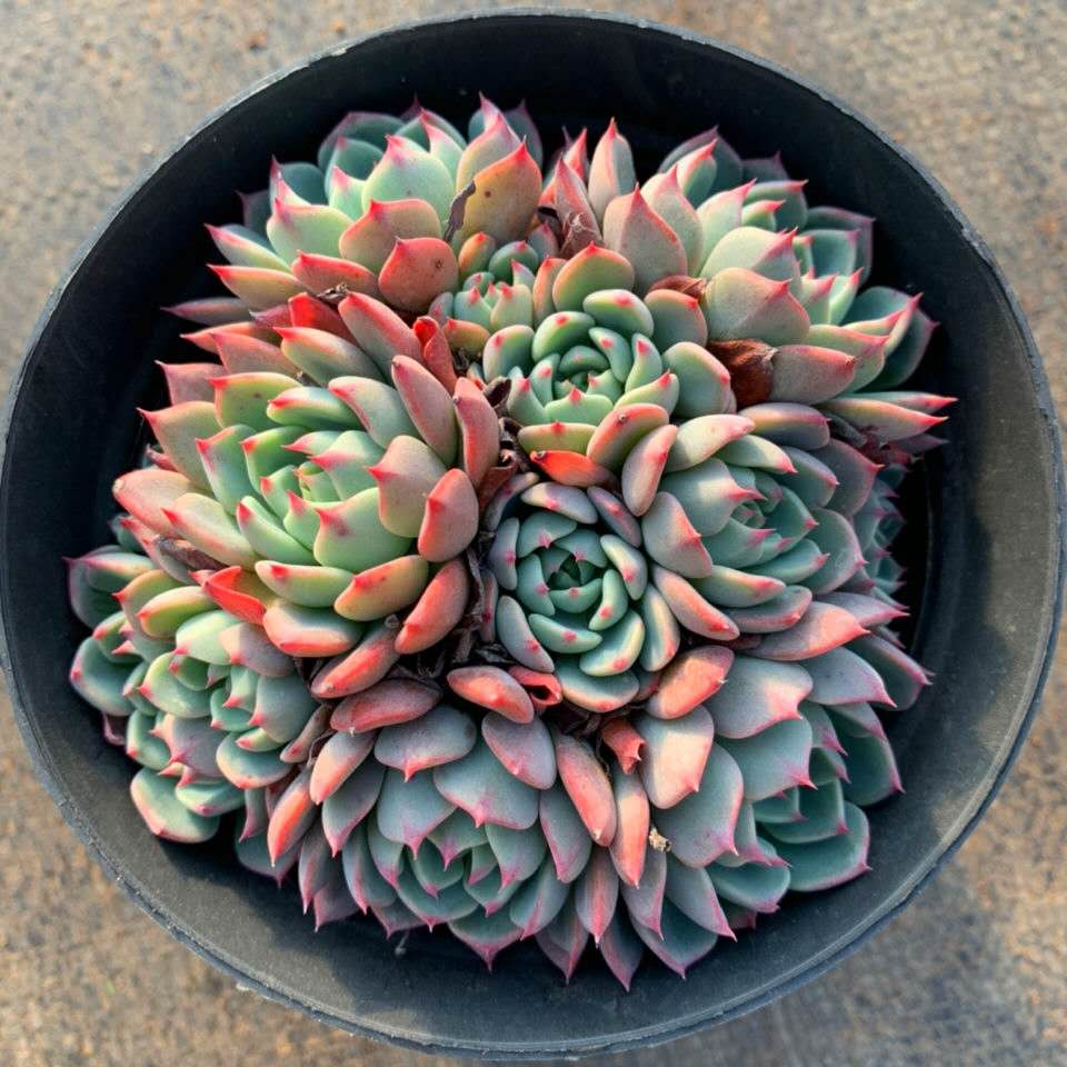 娜娜小勾多肉植物群生状态一物一拍四季组合多肉植物