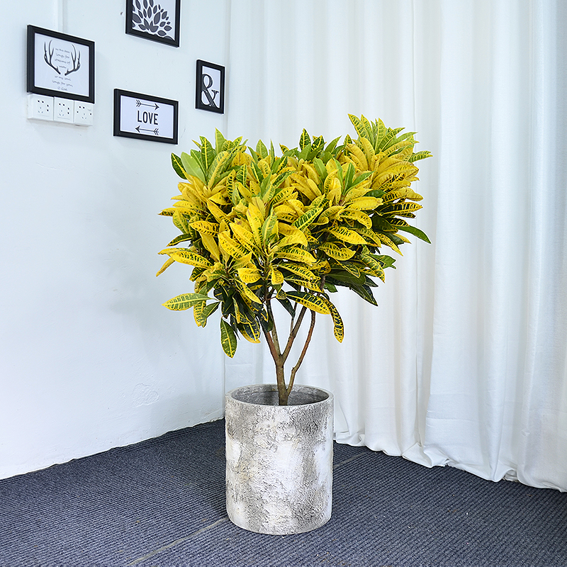 黄金变色盆栽大型老桩七彩星点木庭院绿植广州大型绿植