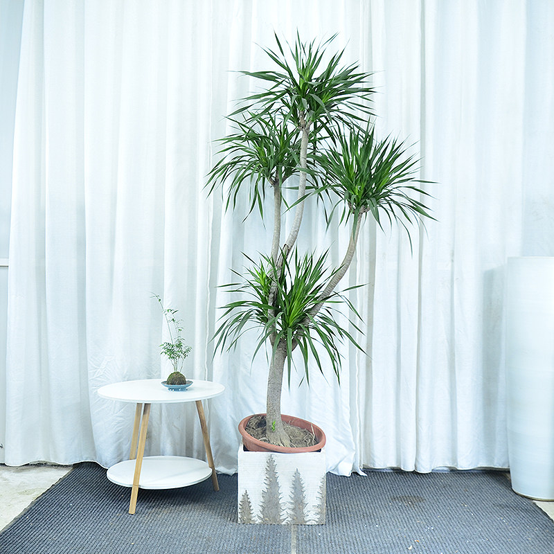 龙血树老桩盆栽室内客厅阳台大型植物甲醛多头大型绿植