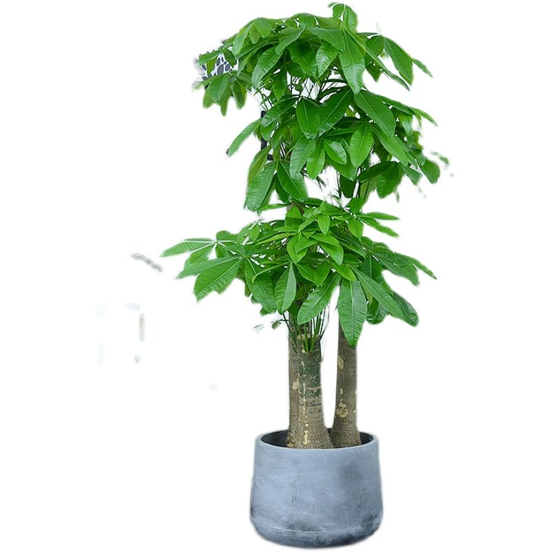 三杆步步高发财树大盆盆栽客厅办公室植物开业乔迁大型绿植