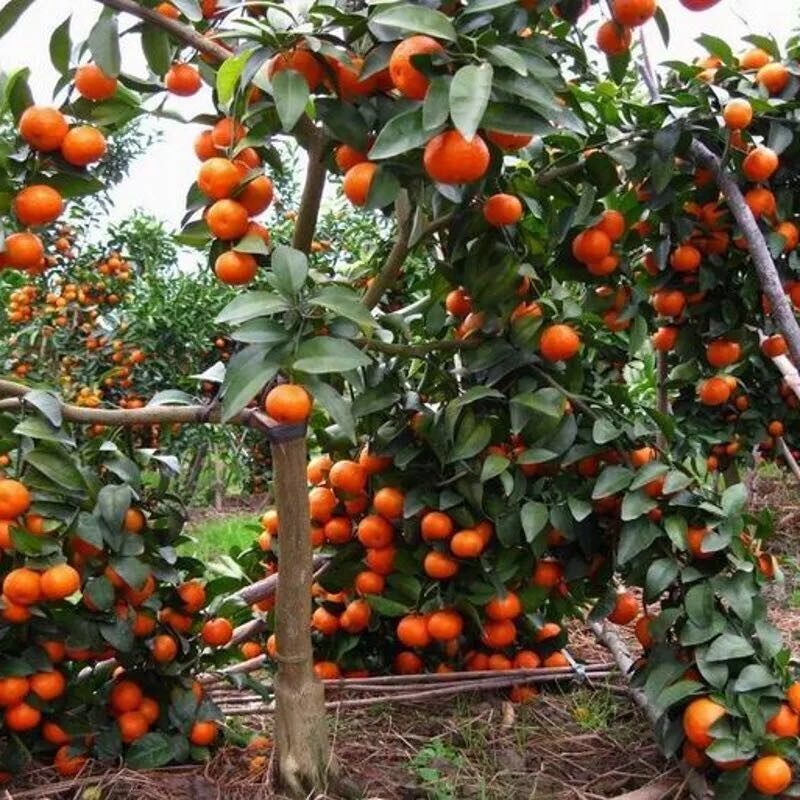 正宗无籽砂糖橘沙桔子桔子树树苗盆栽地栽当年果树