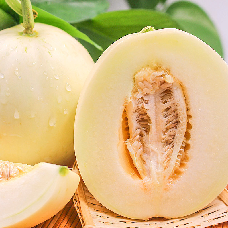 现摘新鲜香瓜小香时令应季水果当季陕西箱包甜瓜