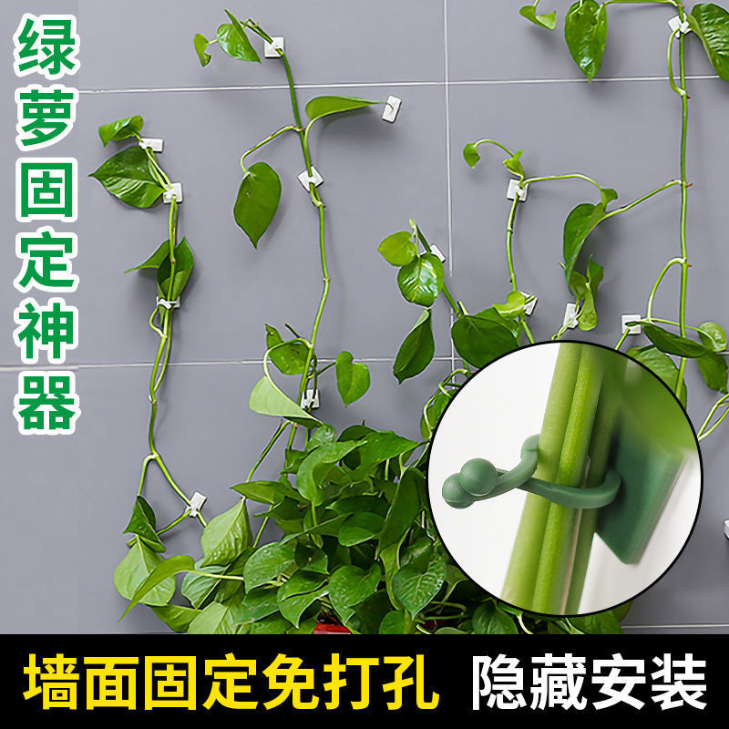 爬藤月季固定器花墙蔷薇绿植卡扣绿萝挂钩植物爬墙固定器