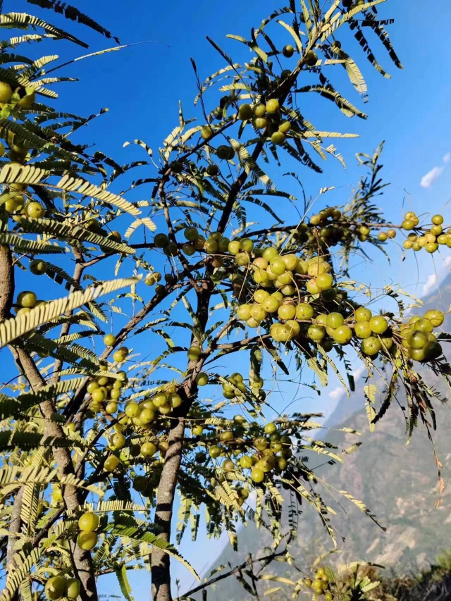 云南高山新鲜采摘青油甘果余甘果牛甘果滇橄榄果油柑酸水果余甘果