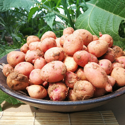 云南红皮迷你家小洋芋马铃薯农家种植10斤土豆