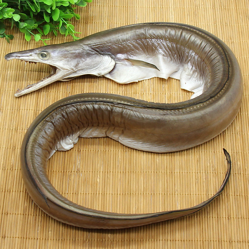 舟山特产本地风鳗筒微咸整条海鳗东海海鲜水产鳗鱼