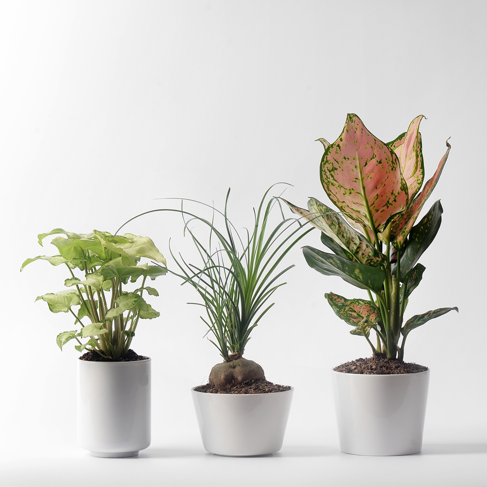 小盆香氏绿植种好陶瓷花盆室内盆栽耐阴好养绿植