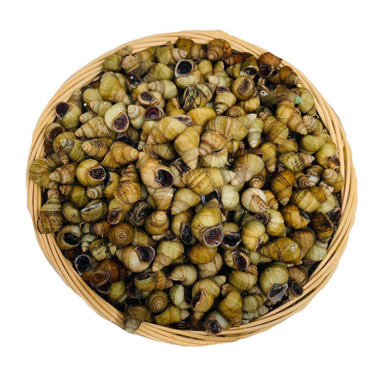 正常石螺螺蛳剪尾活的包活的发货活体包邮鲜顺丰泥螺