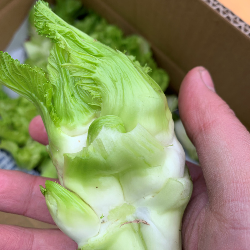 子芥斤蔬菜5菜抱野地季吃新鲜抱子娃娃菜四川吃货农家菜叶菜助菜