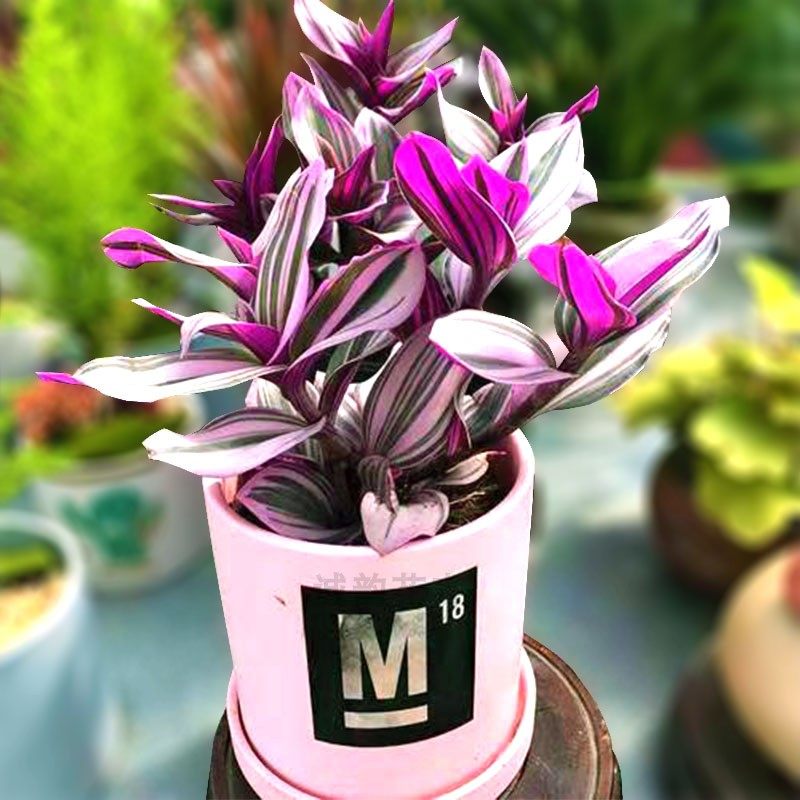 油画婚礼吊兰盆栽大颗胭脂紫露兰多桌面植物绿植