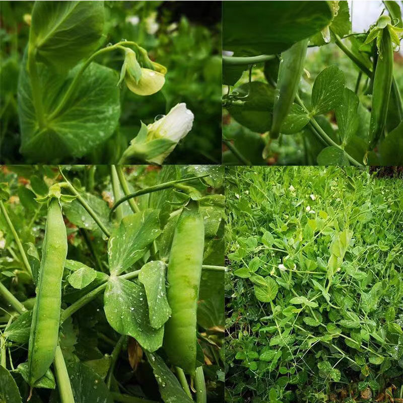 云南新鲜豌豆荚农家应当季青豆毛豆生鲜蔬菜带壳甜豆整箱5斤包邮