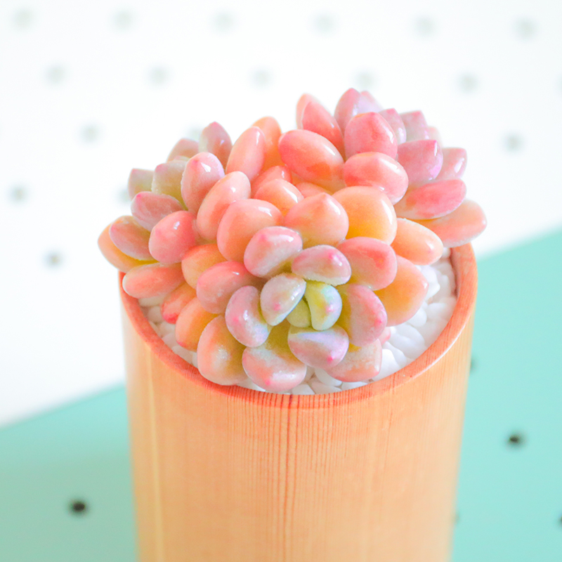 植物木糖醇多阳台办公室萌物肉肉高品质颜色正云多肉植物