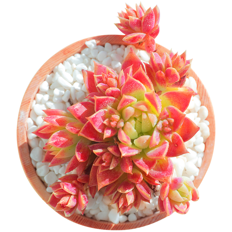 多肉红蔓蔓莲植物奇趣稀有花卉盆栽绿植室内多肉植物