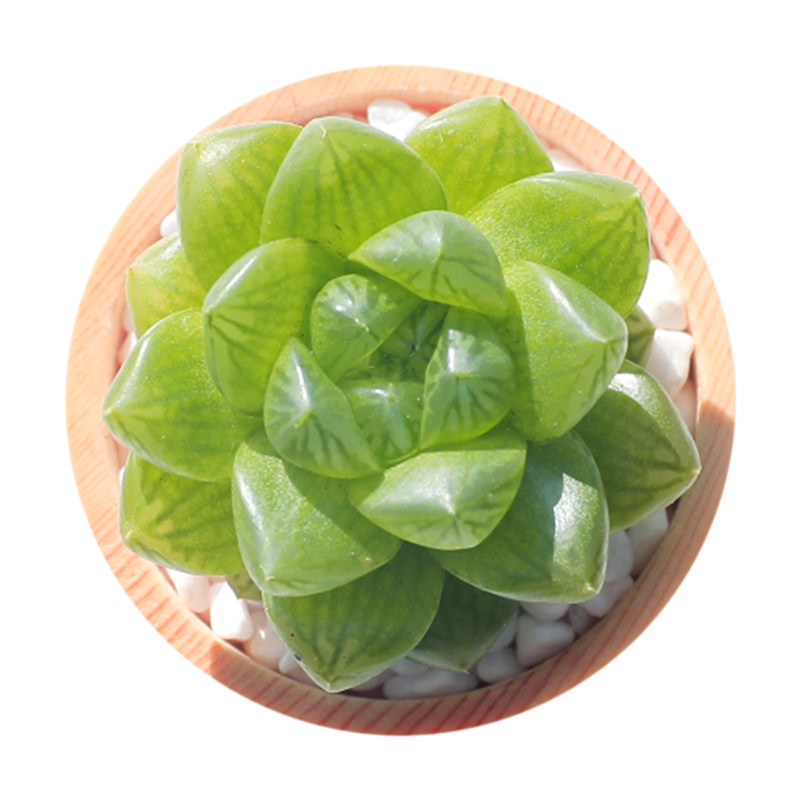 草玉露多肉植物组合盆栽罕见肉肉防辐射花卉绿植老桩稀有品种多肉