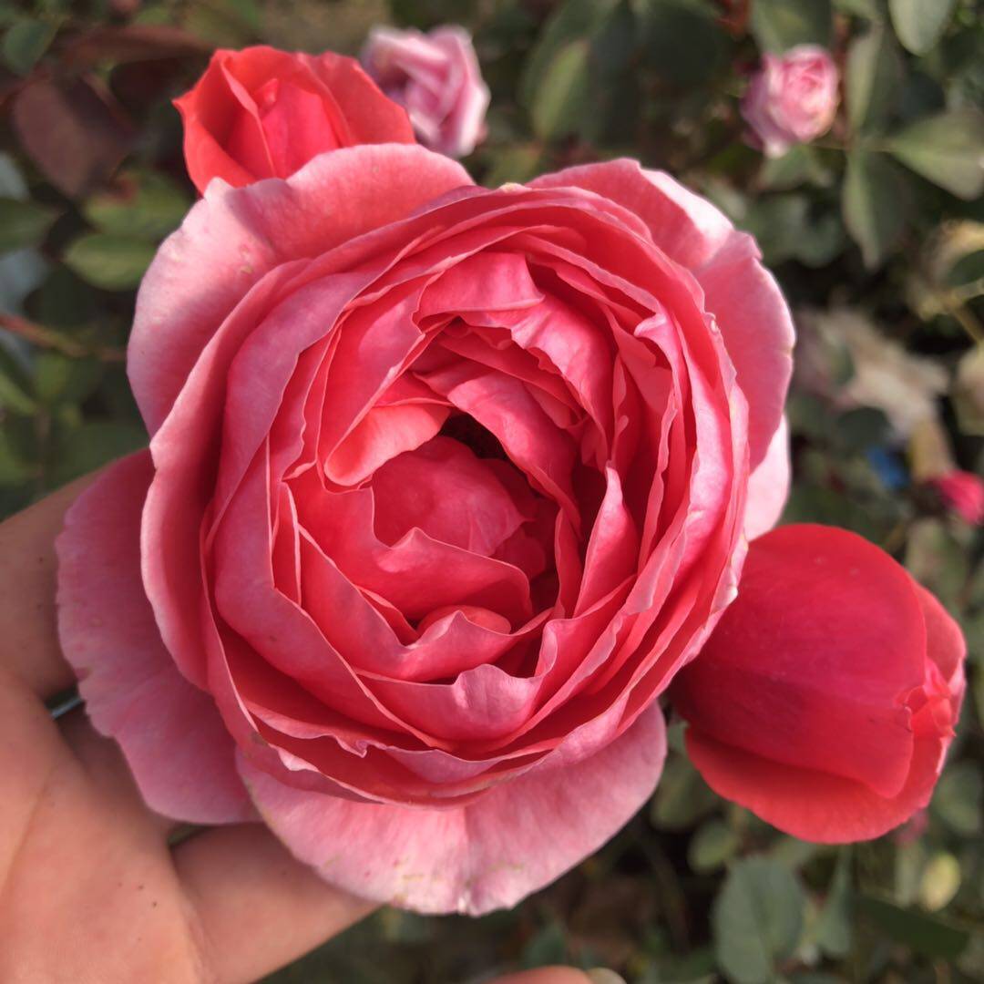 科尔科尔德德斯花园公主玛丽何塞月季浓香香型花卉