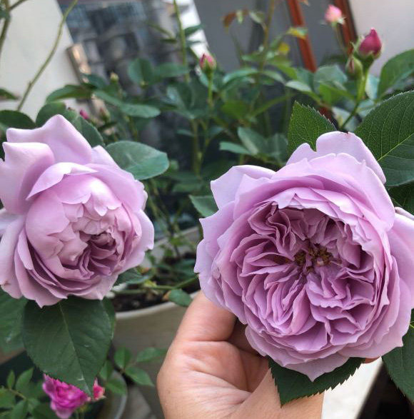 空蒙月季月季花花苗灌木季节开花耐热耐晒丰花花卉